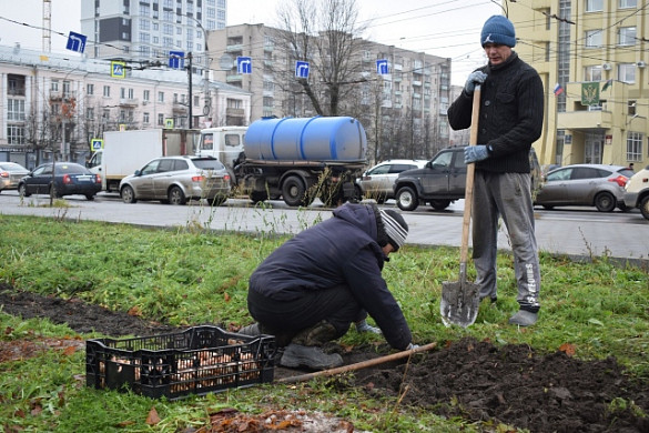 60 тысяч луковиц тюльпанов высадят в Иванове